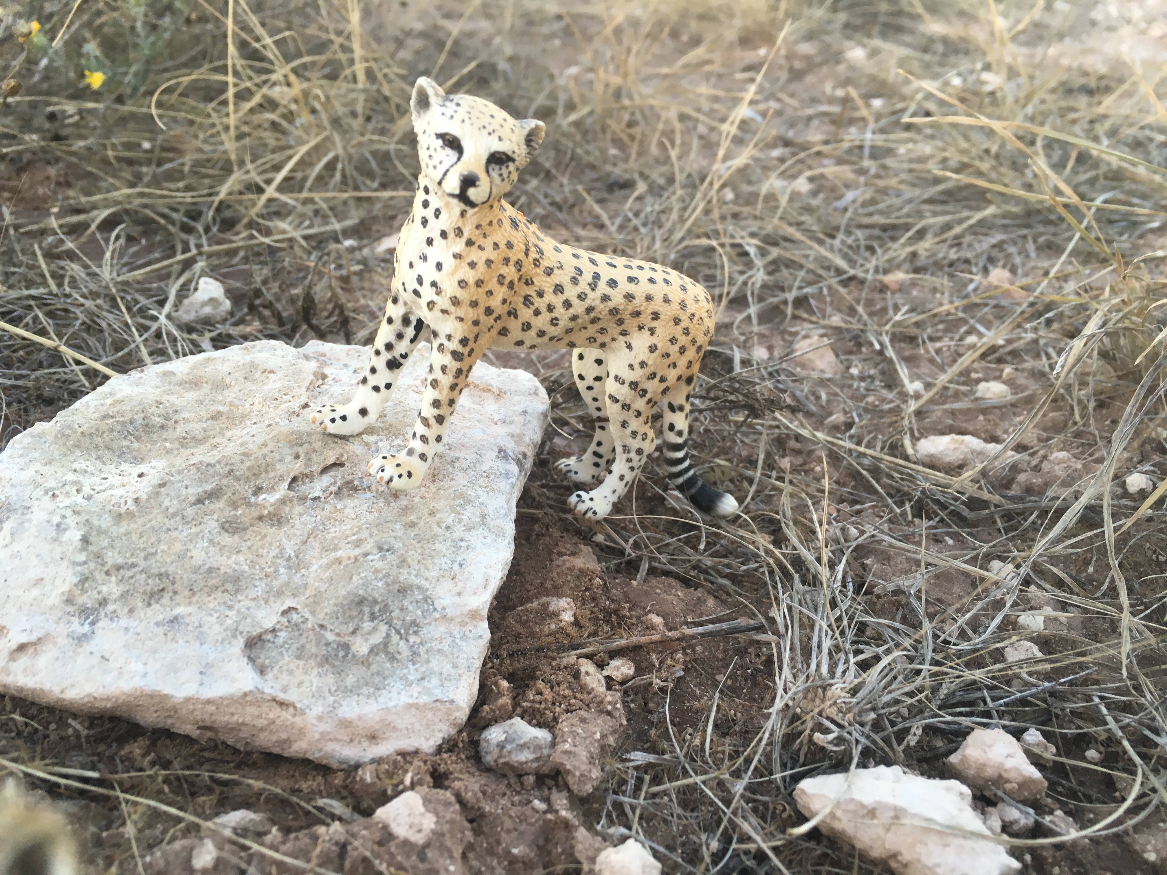 Poking Fun - Cheetah
