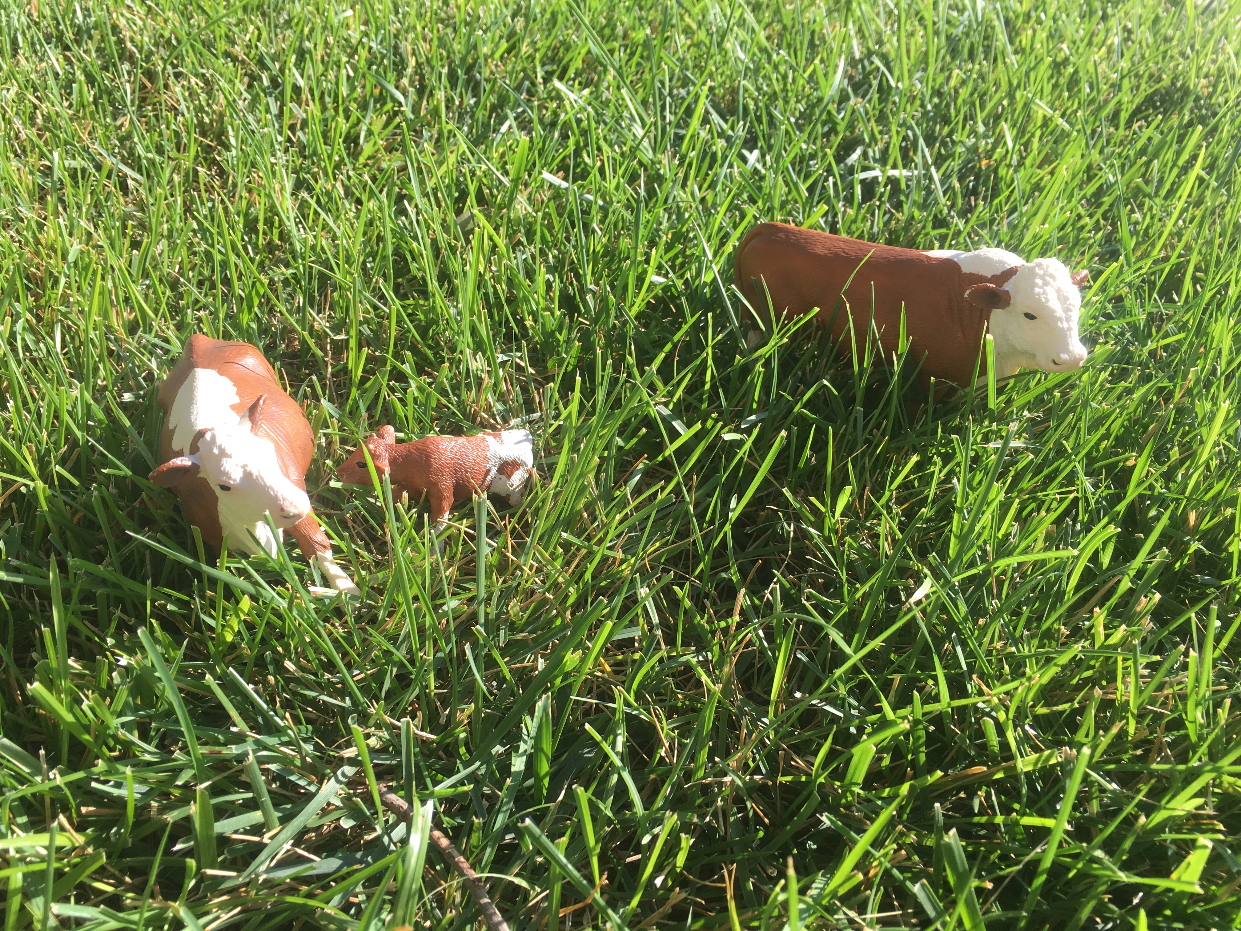 Poking Fun - Cows