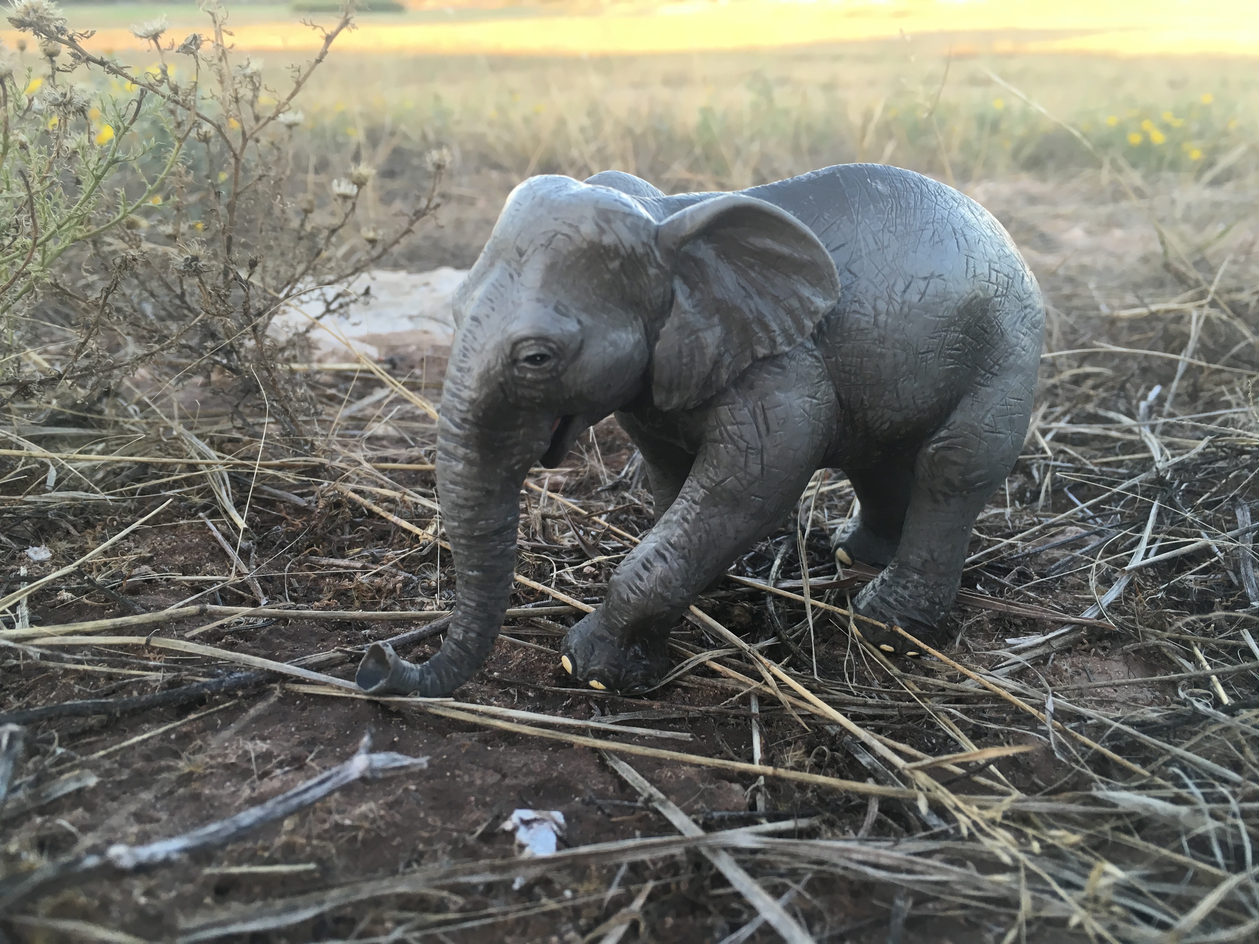 Poking Fun - Elephant