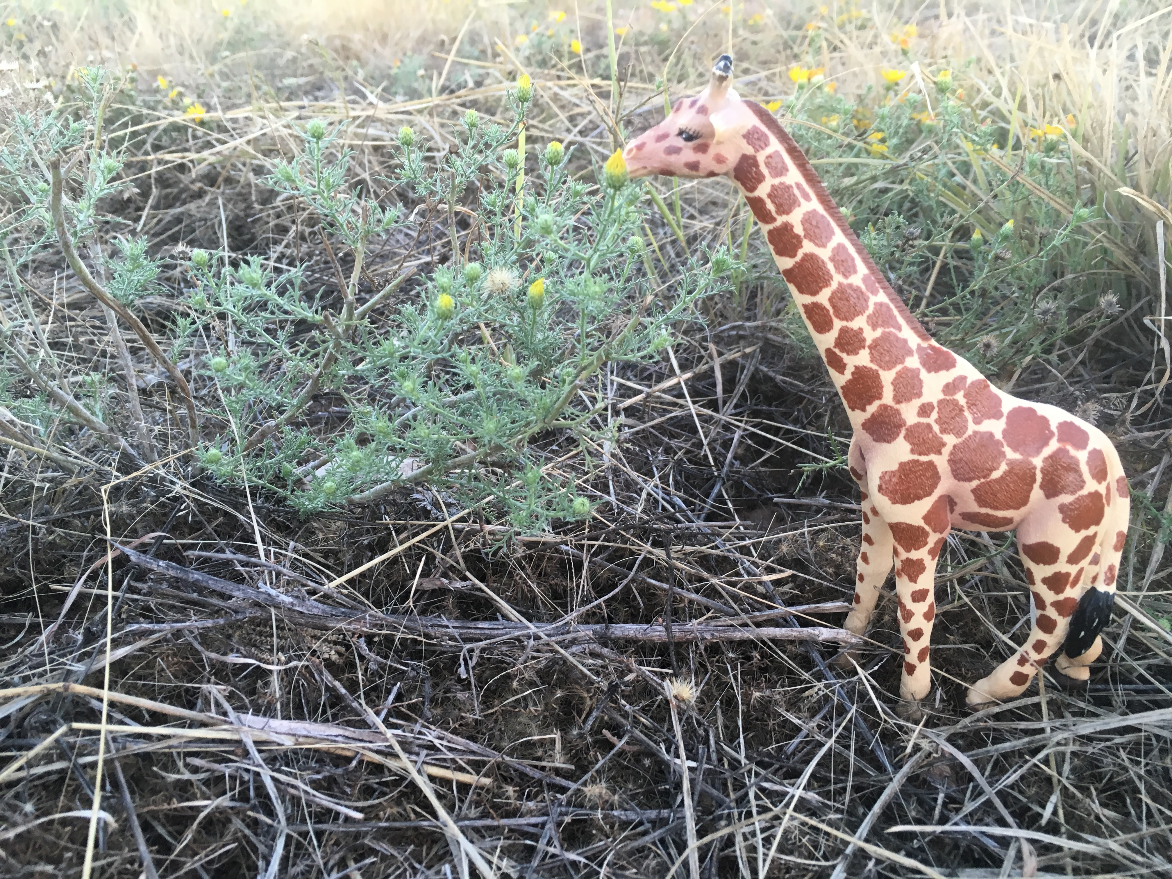 Poking Fun - Giraffe