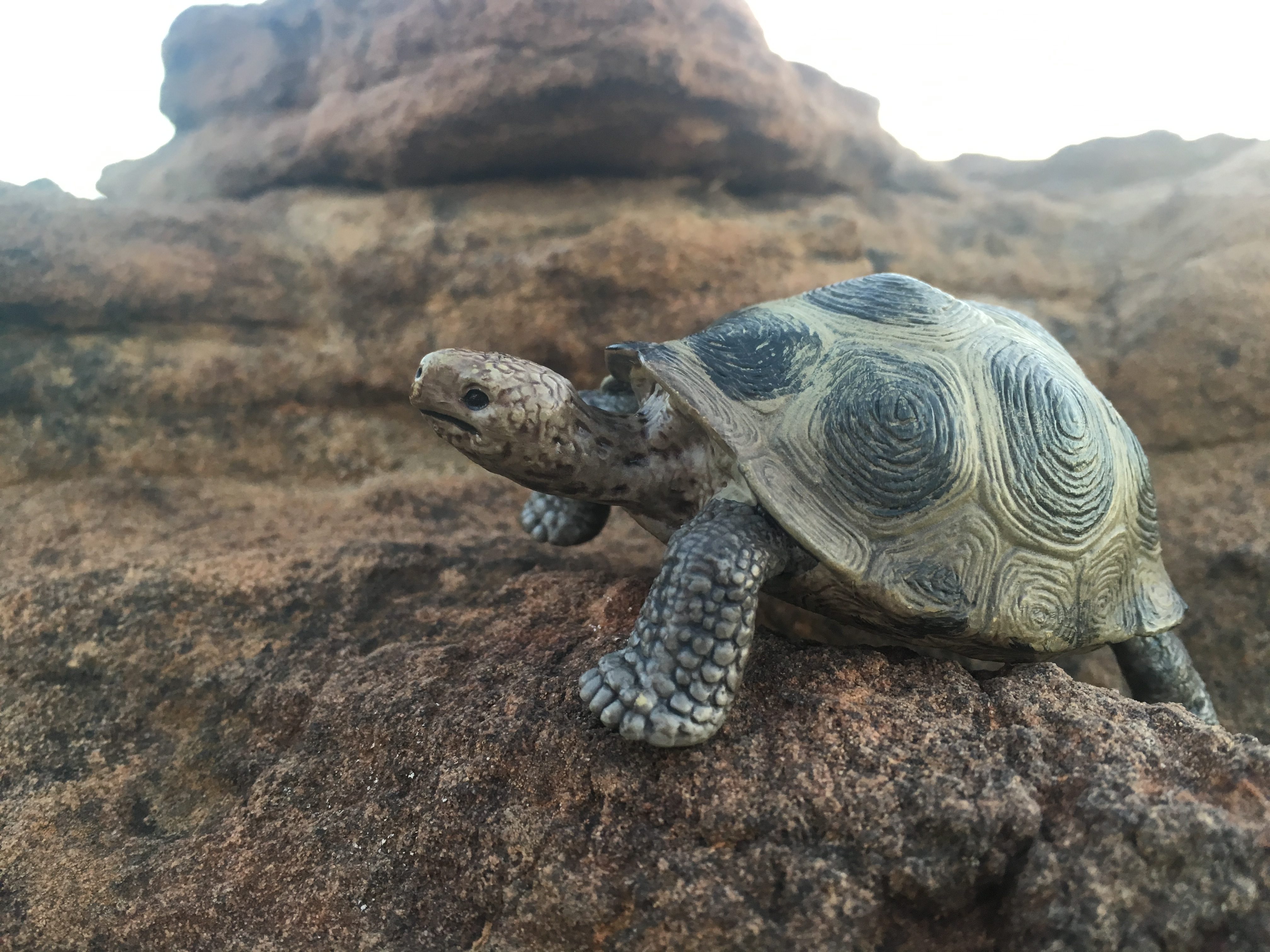 Poking Fun - Turtle